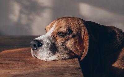 Pet Loss Support