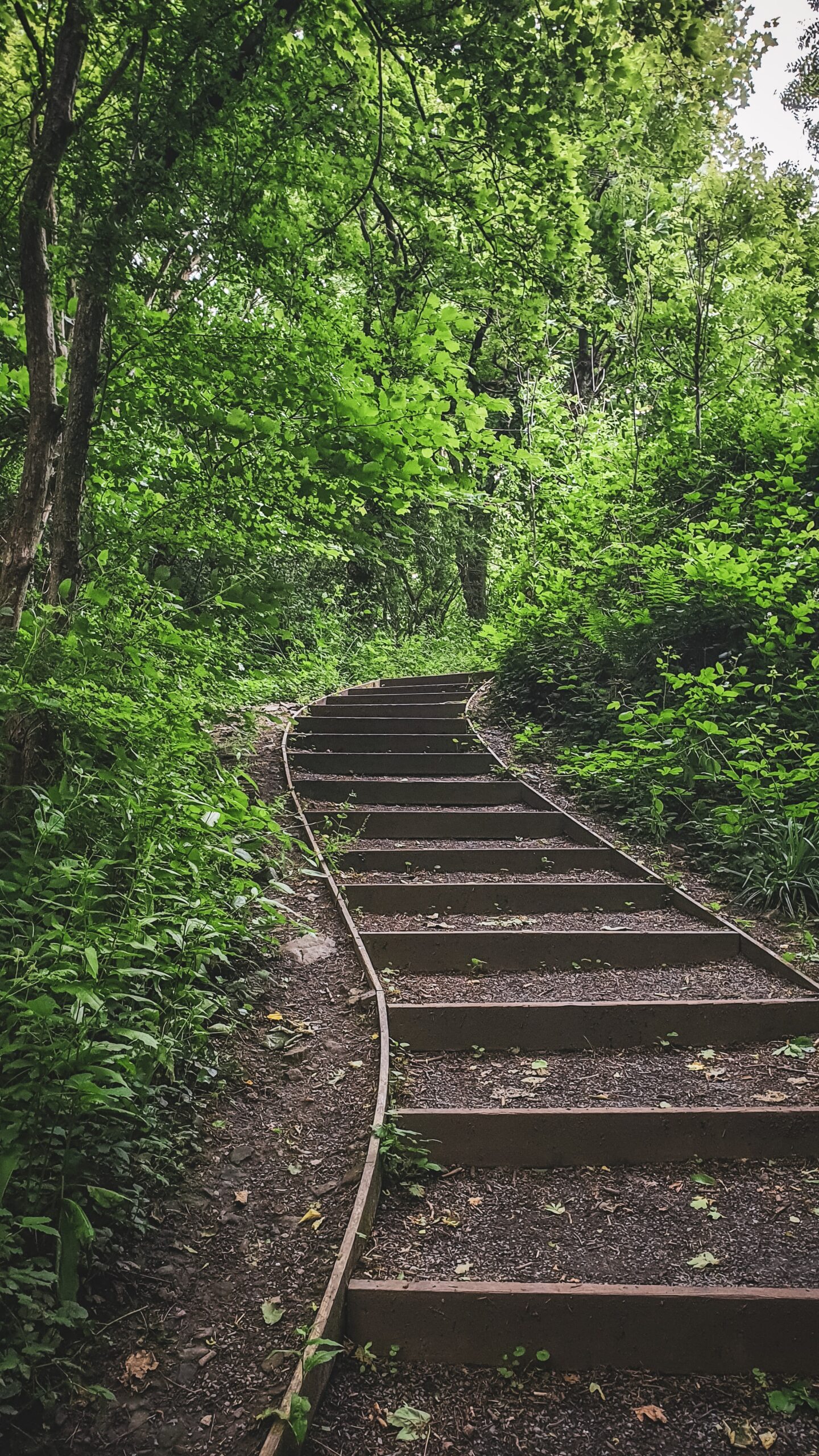 forest-steps Jenn Flaum, LCSW, MBA Executive Director