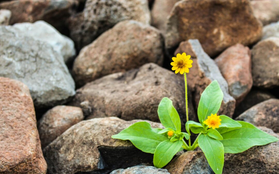 Heart To Heart: From One Griever to Another: Growing Around Grief