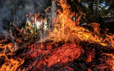 Coping with Vicarious Trauma After the California Fires